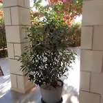 Maslina Apartman