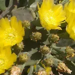 Maslina