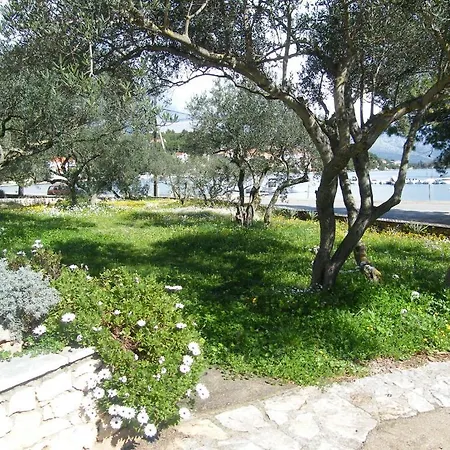 Maslina * Лумбарда